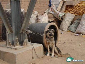 骂人，请别用土狗第6张-土狗李的博客,李强个人网站